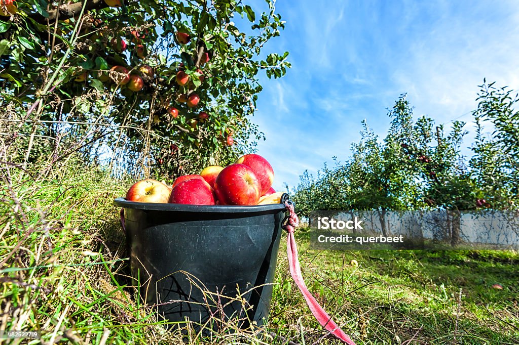 Rote Äpfel in einem Eimer - Lizenzfrei Apfel Stock-Foto