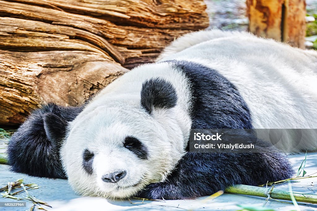 Sleeping panda in its natural habitat. Cute sleeping panda in its natural habitat. Giant - Fictional Character Stock Photo