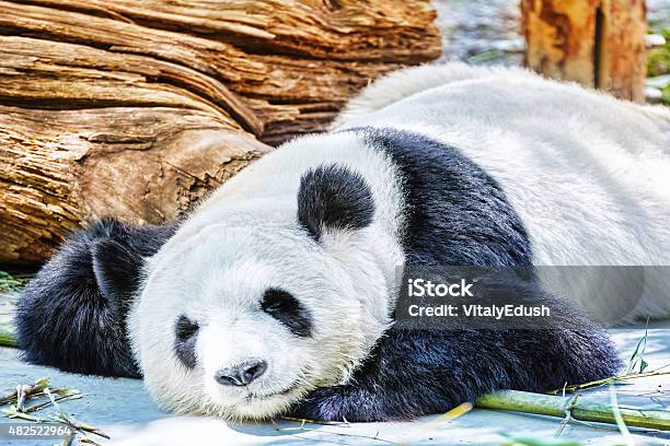 Sleeping Panda In Its Natural Habitat Stock Photo - Download Image Now - Giant - Fictional Character, Large, Panda - Animal