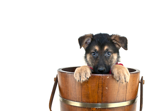 Shepherd puppy that looks like he is playing peek a boo in an old bucket on a white background with copy space.