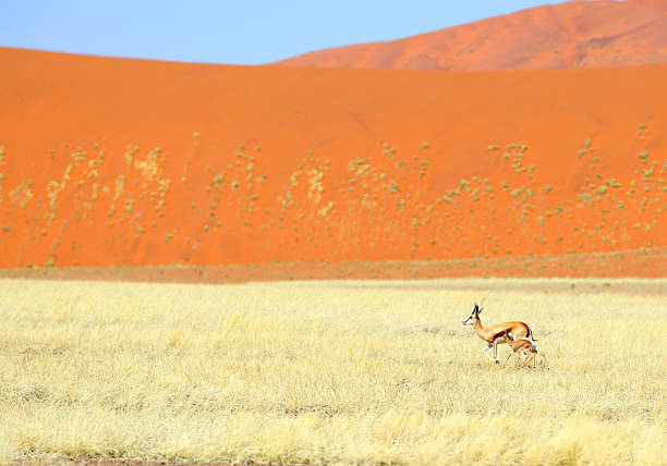 istock Springbok with a little lamb in front of the dune 482523157