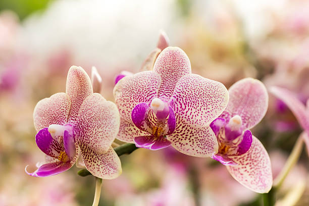 istock Beautiful orchid flowers. 482523276