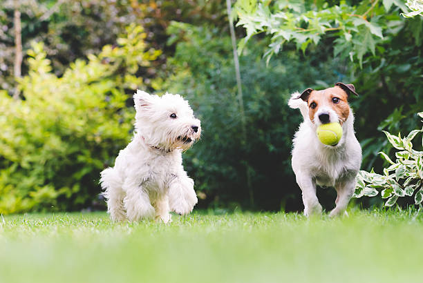 zwei hunde spielen mit einem ball. - two dogs stock-fotos und bilder