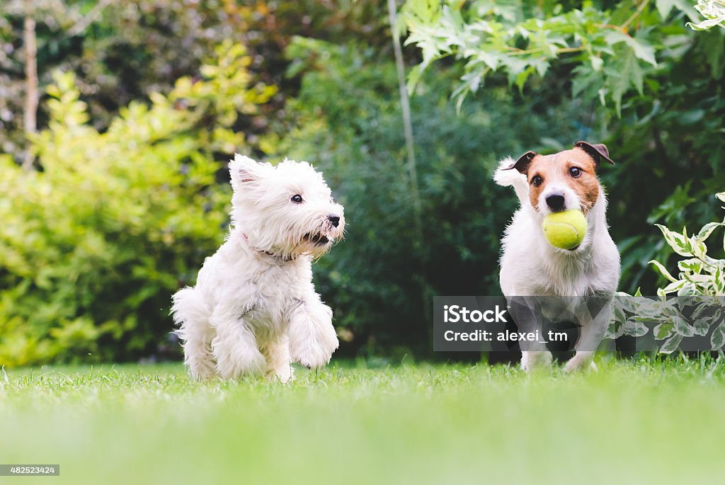 Two dogs playing with a ball. Dogs, pets, playing, ball, summer Dog Stock Photo