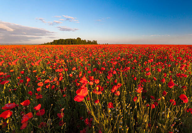 istock Huge field of poppies 482523523