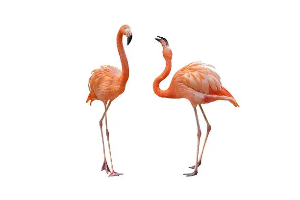 Flamingo on a white background.
