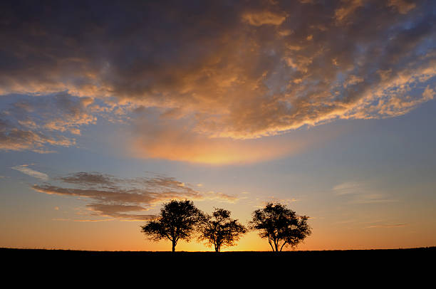 Three Trees and Dramatic Clouds stock photo