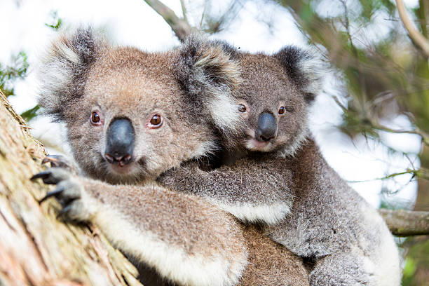 istock Australia Baby Koala Bear and mom sitting on a  tree 482524026
