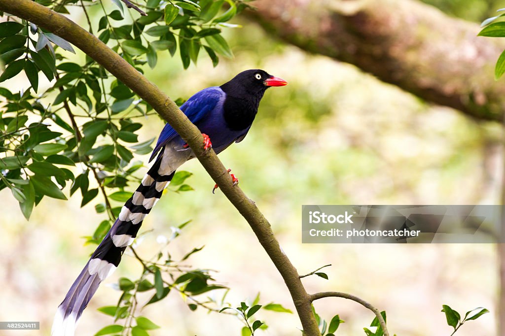 formosa blue magpie,Urocissa caerulea formosa blue magpie perch on tree,Urocissa caerulea Blue Stock Photo