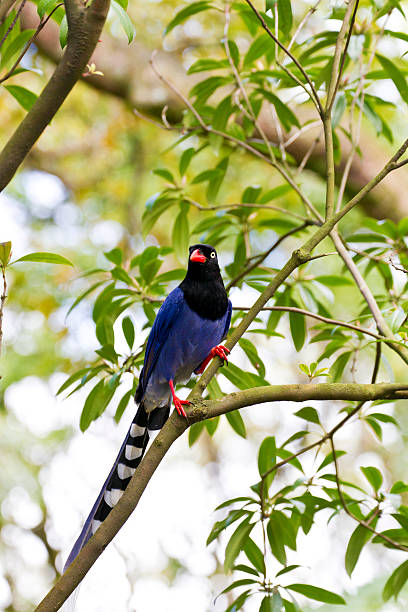formosa blue magpie,Urocissa caerulea stock photo