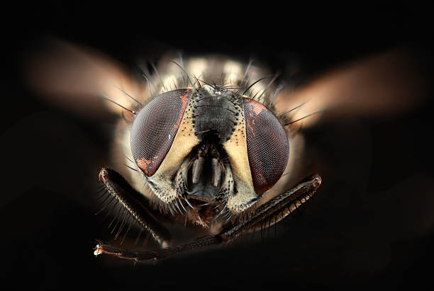 House Fly Cutout Domestic Fly, Musca Domestica Isolated on Black Background compound eye photos stock pictures, royalty-free photos & images