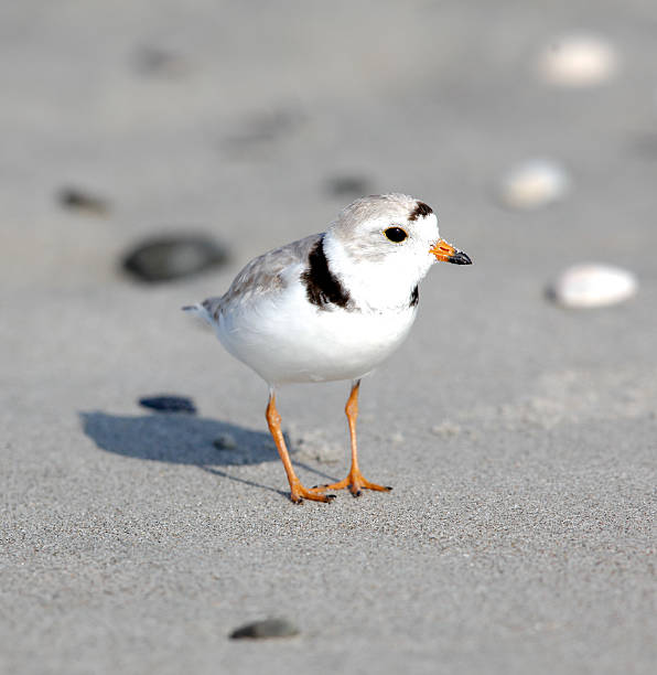 istock Piping Plover in Extreme Close-up Detail 482524842