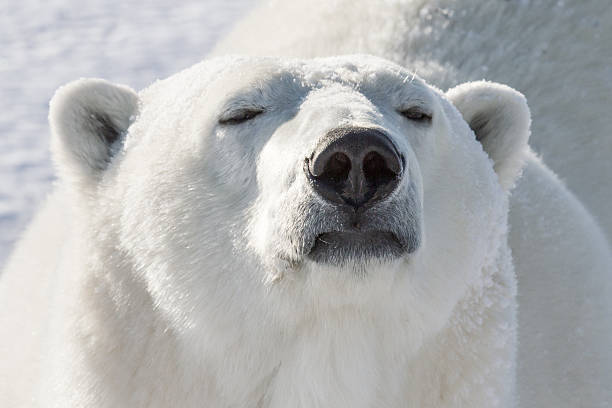 537 Polar Bear Nose Stock Photos, Pictures & Royalty-Free Images - iStock | Polar  bear shakes head, Polar bear nuzzle, Black bear