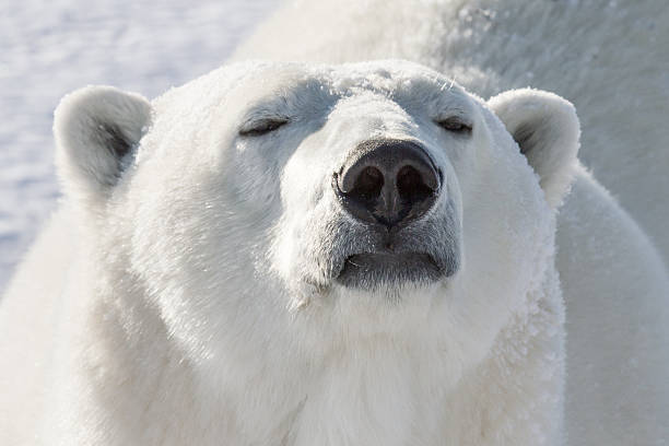537 Polar Bear Nose Stock Photos, Pictures & Royalty-Free Images - iStock | Polar bear shakes head, Polar bear nuzzle, Black bear 537 Polar Bear Nose Stock Photos, Pictures & Royalty-Free Images - iStock | Polar bear shakes head, Polar bear nuzzle, Black bear