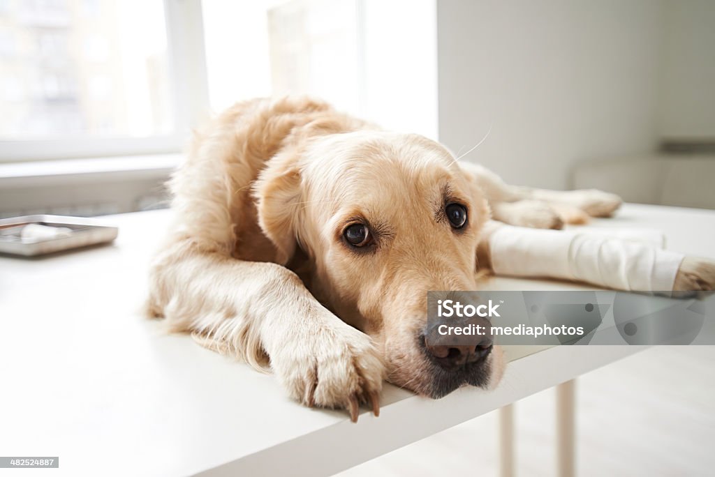Schlechte doggie - Lizenzfrei Hund Stock-Foto