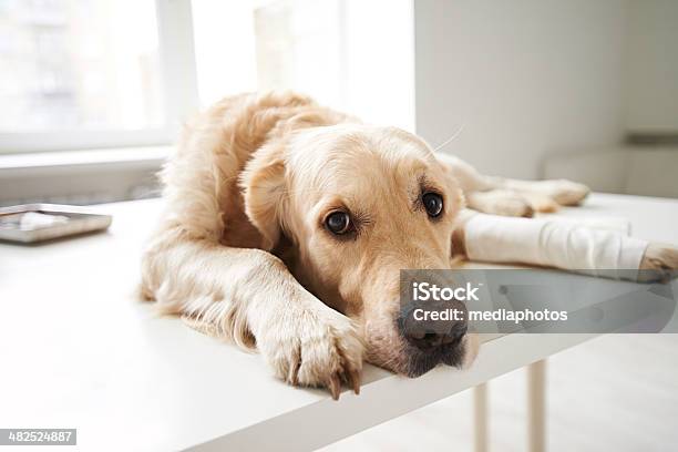 Schlechte Doggie Stockfoto und mehr Bilder von Hund - Hund, Schmerz, Verletzung