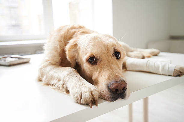 pobres perros - sadness depression dog retriever fotografías e imágenes de stock