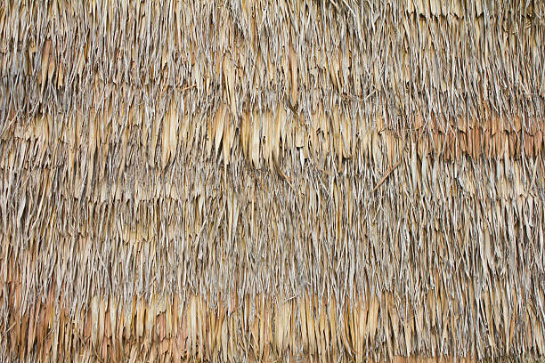bulrush mur. - lace group of objects obsolete old photos et images de collection
