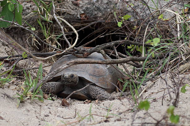 Gopher Tortoise stock photo