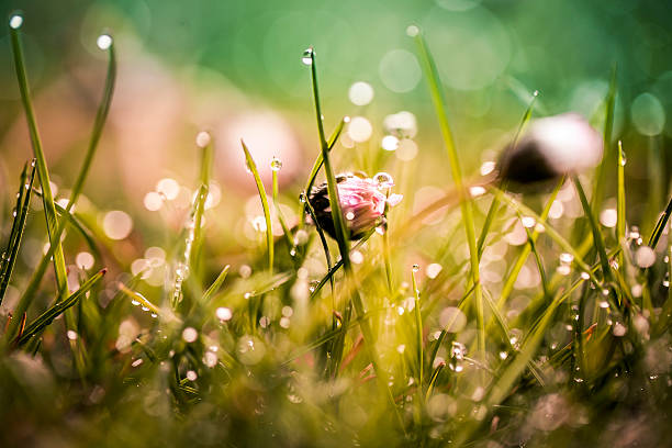 Flores silvestres de primavera  - foto de stock