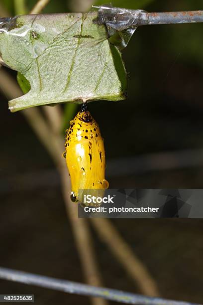 Chrysalis Of Butterfly Stock Photo - Download Image Now - Animal, Animal Wildlife, Backgrounds