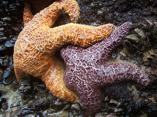 istock Purple and Orange Starfish on the Shore 482526051