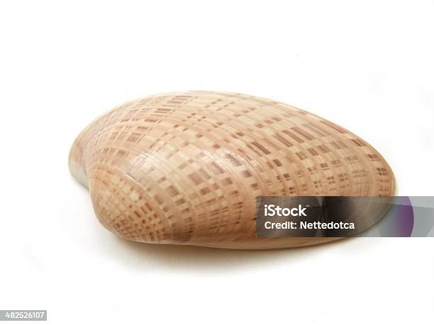 Seashell Sunray Venus Clam Stock Photo - Download Image Now - Animal, Animal Shell, Beige