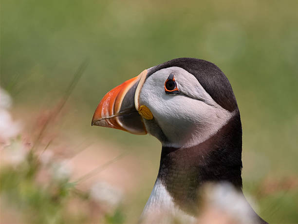 Atlantic Puffin head portrait stock photo