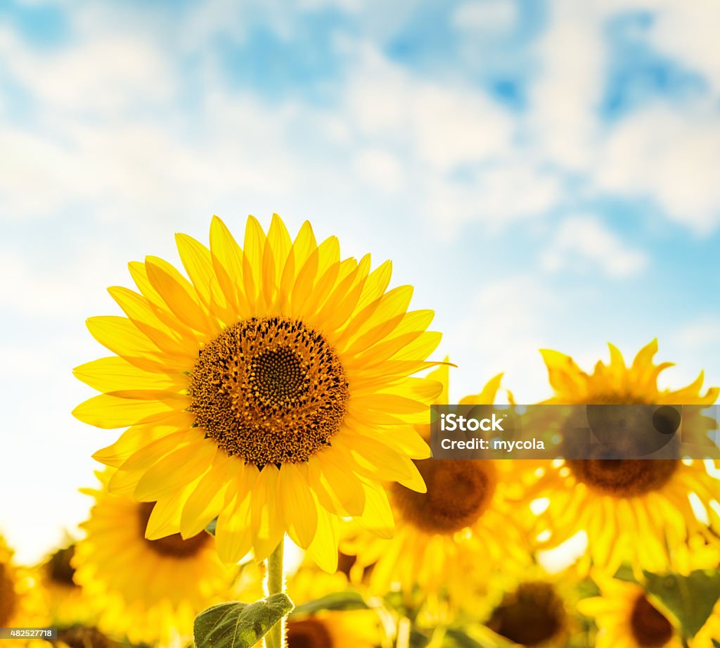beautiful sunflower field and blue sky on sunset beautiful sunflower field and blue sky on sunset. soft focus 2015 Stock Photo
