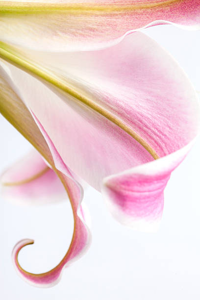 Macro lily isolated on white background stock photo