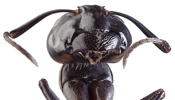 Black Ant Cutout stock photo