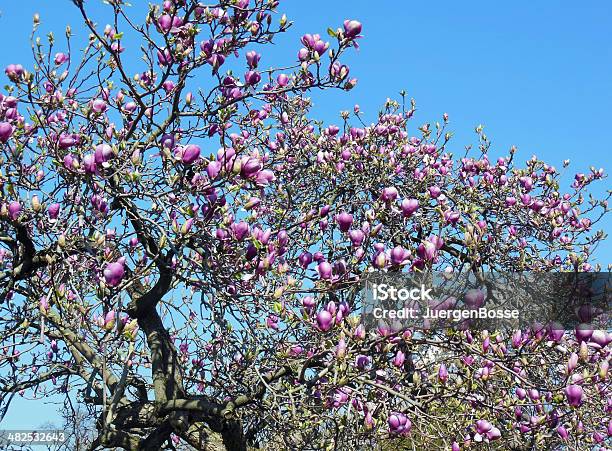 Magnolia Baum Blüte Stockfoto und mehr Bilder von Ast - Pflanzenbestandteil - Ast - Pflanzenbestandteil, Baum, Baumblüte