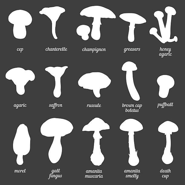 illustrazioni stock, clip art, cartoni animati e icone di tendenza di set vettoriale di silhouette bianco funghi - honey agaric