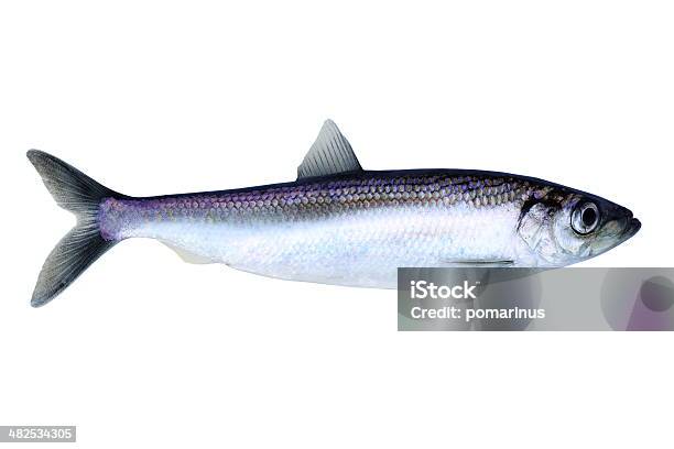 Herring Stock Photo - Download Image Now - Herring, Fish, White Background