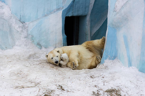 Orso polare con Cucciolo - foto stock