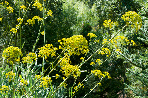 Verbascum speciosum yellow widflowers bees pollination.