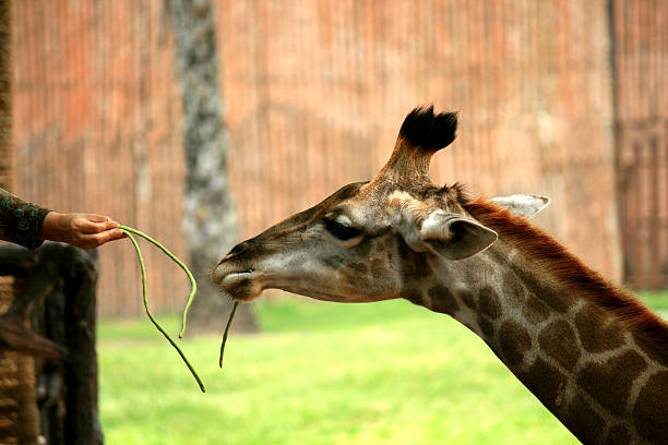 istock Feeding cowpea beans to a giraffe 482534999