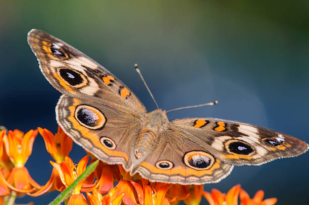 istock Common Buckeye Butterfly on an Orange Flower 482535069