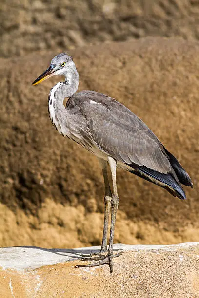 Gray heron in front of the rock