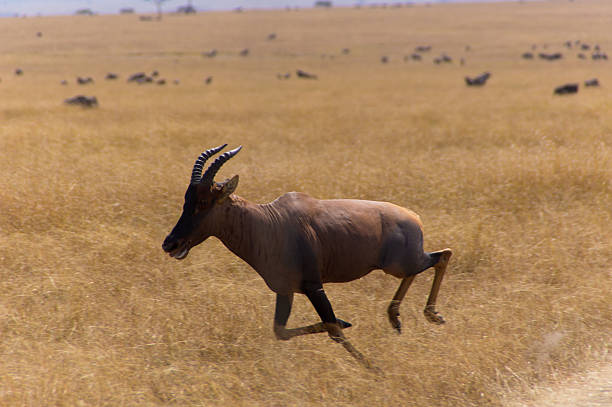 jumping-antelope – Foto