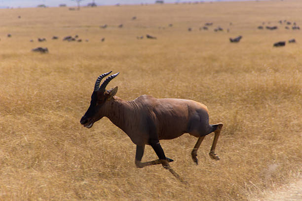 Sauter Antilope - Photo