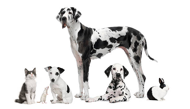 istock Group portrait of black and white animals, pets. 482535579