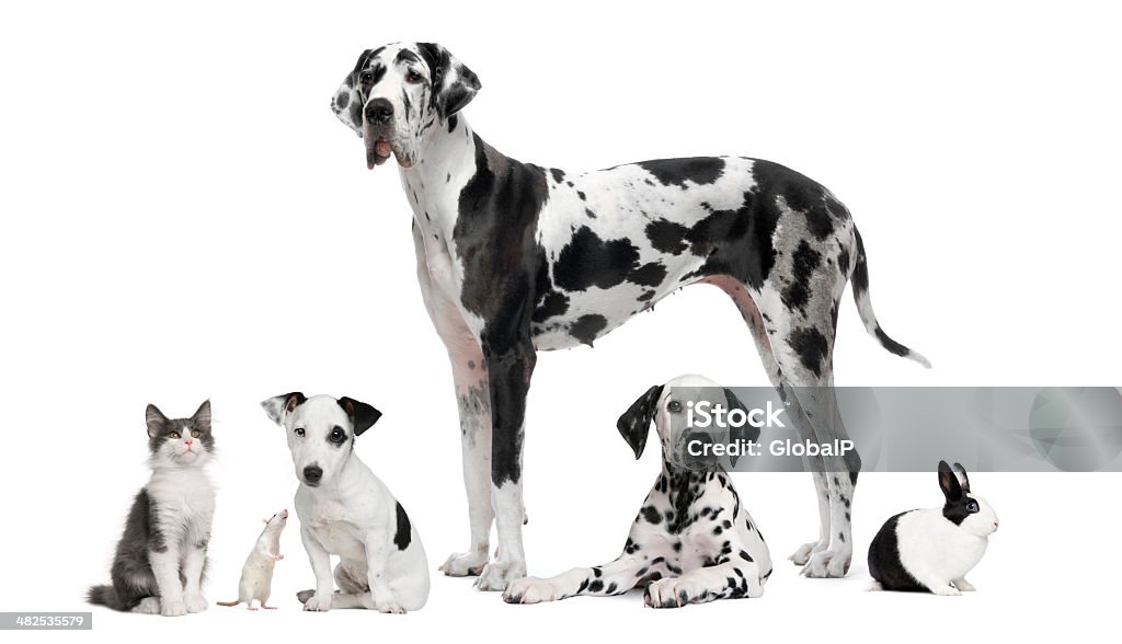 Retrato de grupo de preto e branco, animais, animais de estimação. - Foto de stock de Cão royalty-free