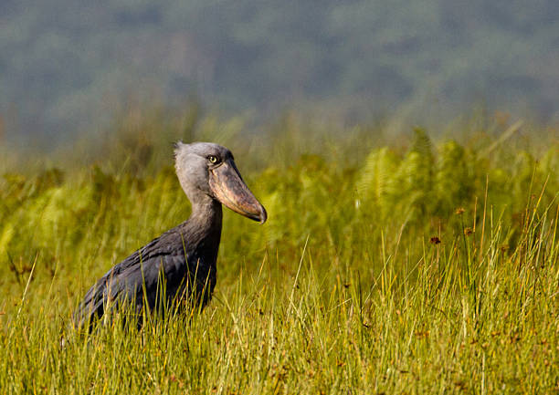 istock Shoebill Stork (Balanaeceps rex) in Mabamba Swamp, Uganda 482535709
