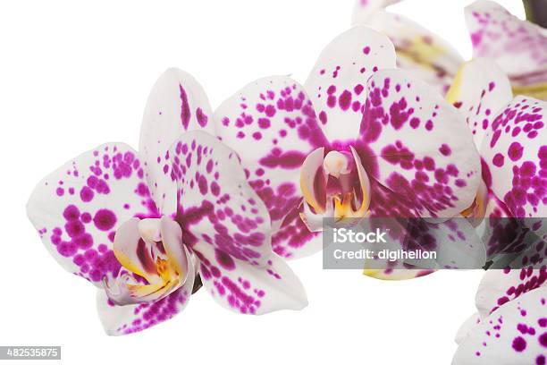 아름다운 연자주색 백색 Xxxl 0명에 대한 스톡 사진 및 기타 이미지 - 0명, 꽃-꽃의 구조, 꽃-식물