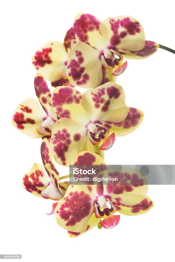 Belle orchidée sur blanc (XXXL) - Photo de Beauté de la nature libre de droits