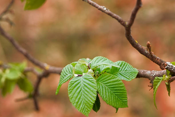 istock New Green Growth of Leaves in Spring 482536743