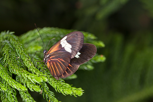 Butterfly on the plant