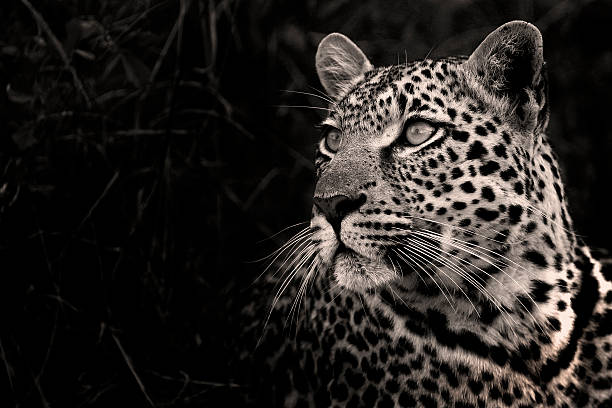 Shadow Leopard in Black and White stock photo