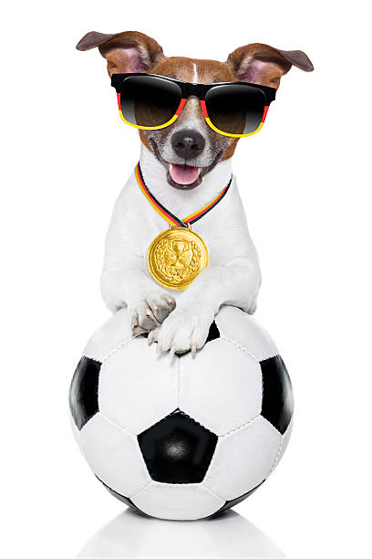 istock German dog holding soccer ball 482537533